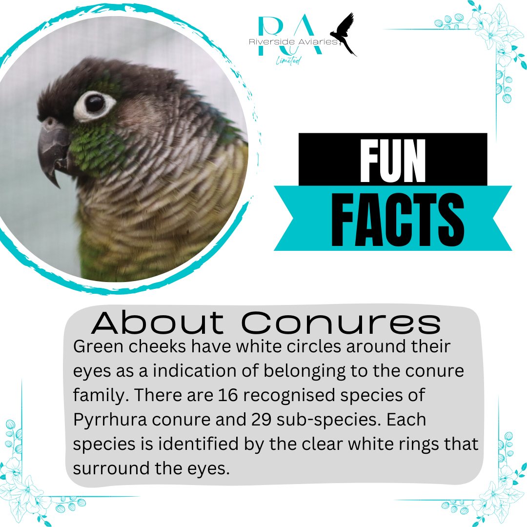 Riverside - 🦜 Fun Fact About Conures! 🦜 Ever noticed that white ring ...