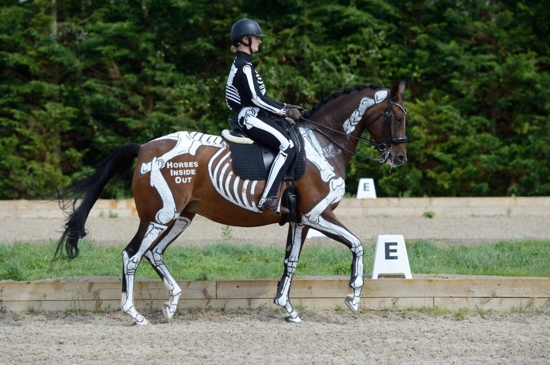 Horses - Transitions form the basis of all training. Riding progressive ...