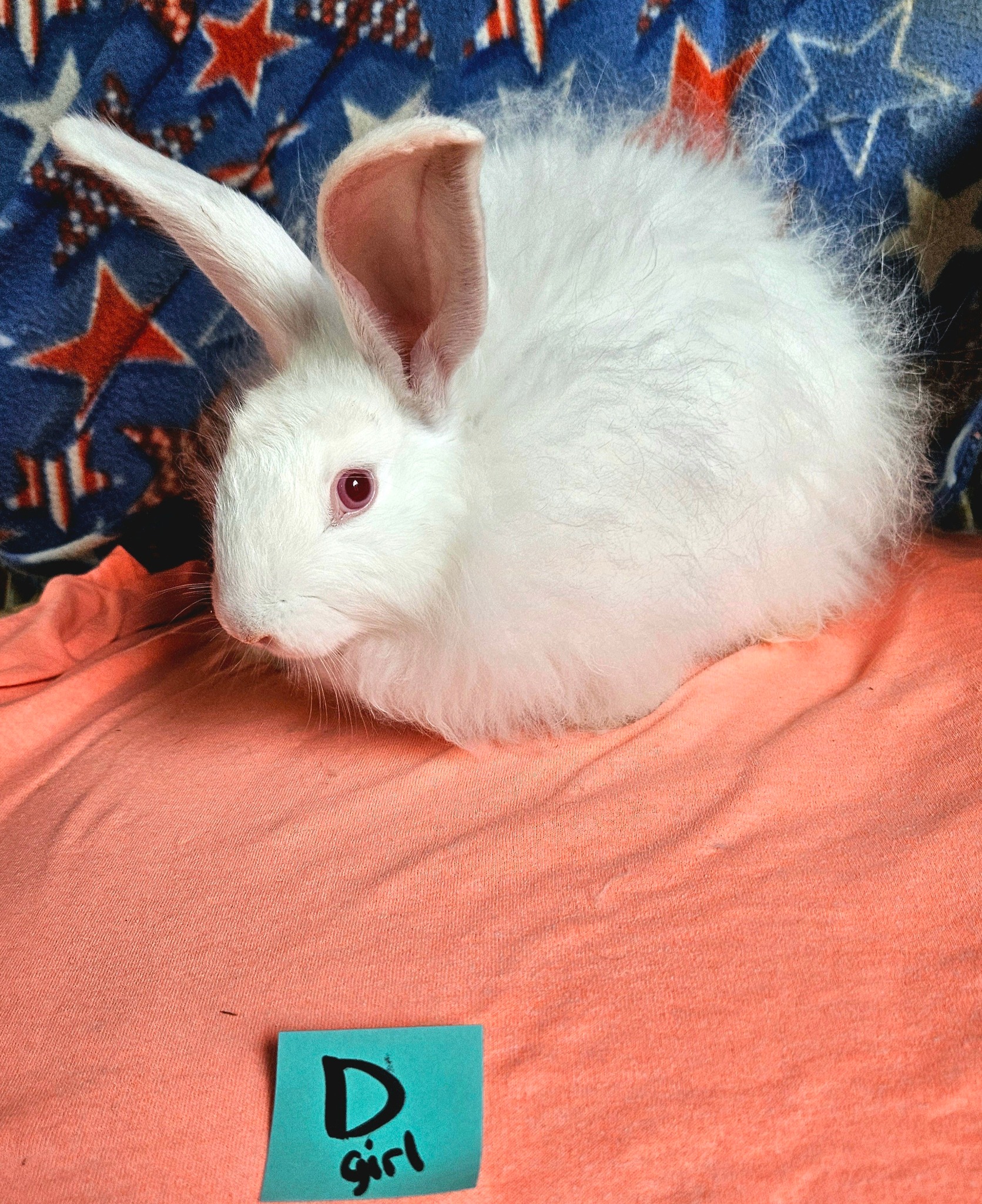 Rowdy Ranch German Angora Rabbits | Cedar Creek TX
