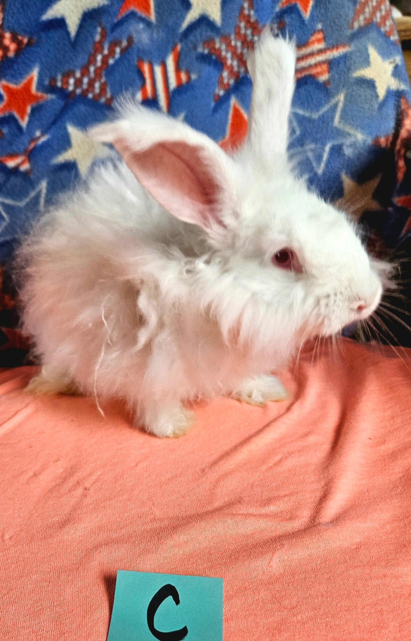 Rowdy Ranch German Angora Rabbits | Cedar Creek TX