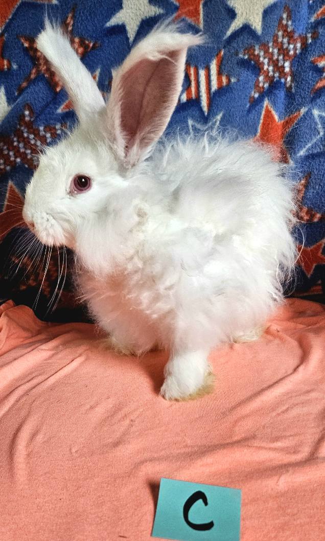 Rowdy Ranch German Angora Rabbits | Cedar Creek TX