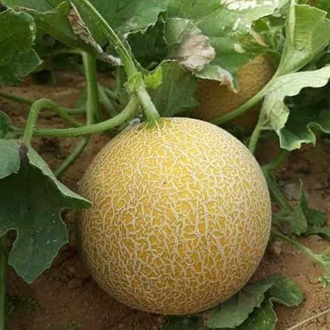 Tesisat Caius Tasarim زراعة الشمام Aliburyansalonu Com