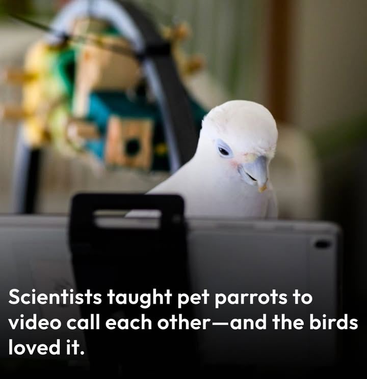 Smithsonian - Research suggests that these chatty creatures may also ...