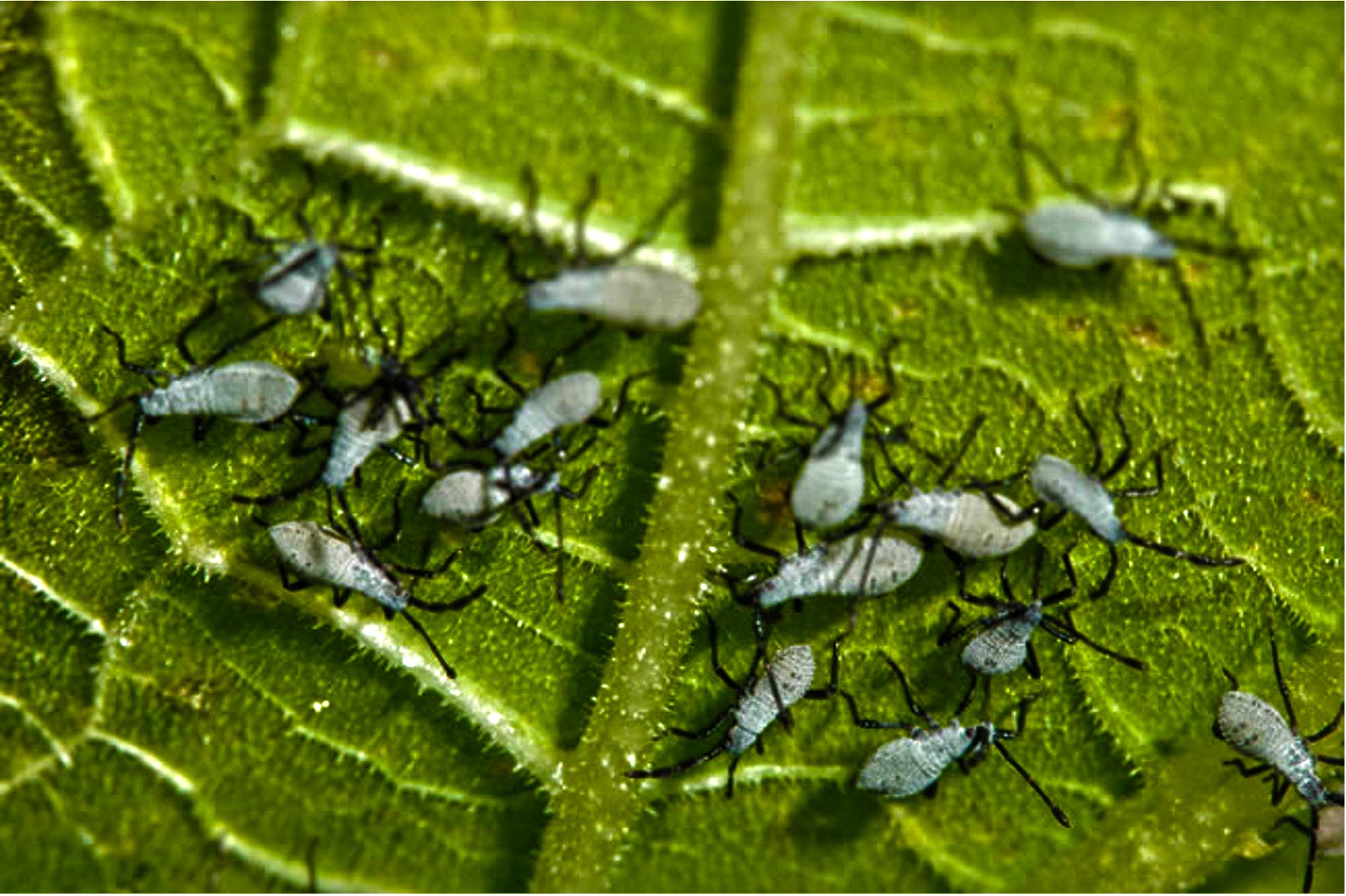 Controlling Insects in the Garden - Free Workshop
