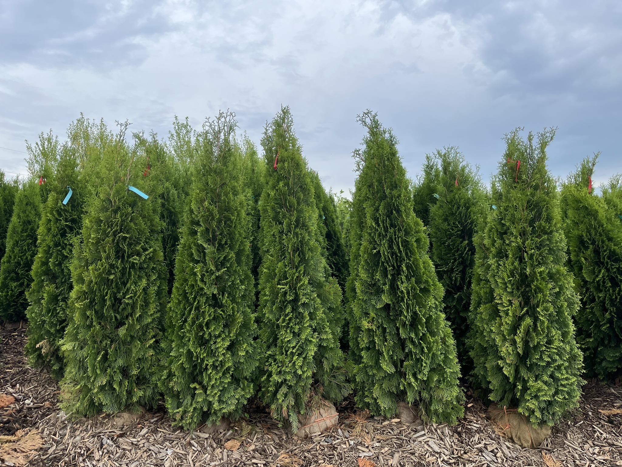 Brookdale Treeland Nurseries Ltd. | Schomberg ON