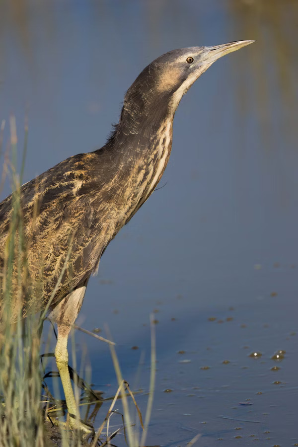Department - Meet Hauraki-Coromandel’s Rare Species Australasian ...