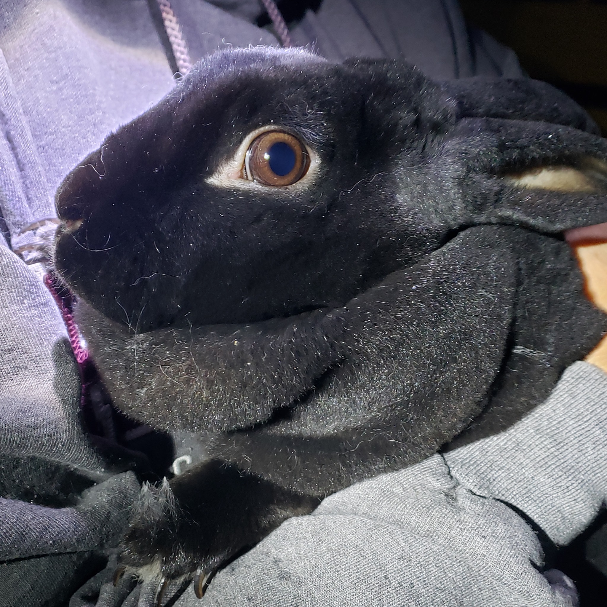 The Seven - Everyone say Hi to Stormy!!! 👋🌩🖤 She's a stunning black Rex ...