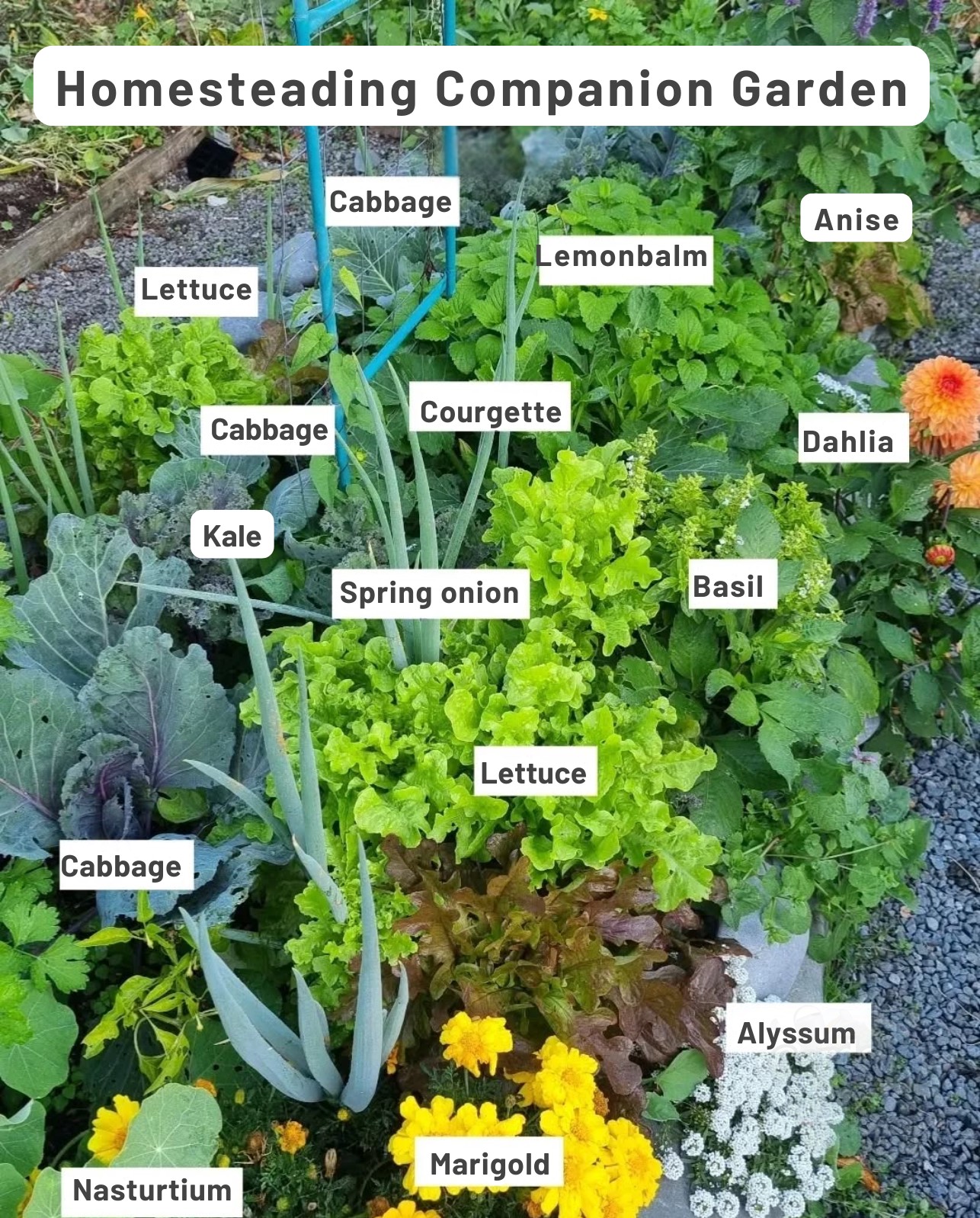 Ecosnippets - Learn How To Do It 👉 https://www.HomesteadingAdvice.com ...