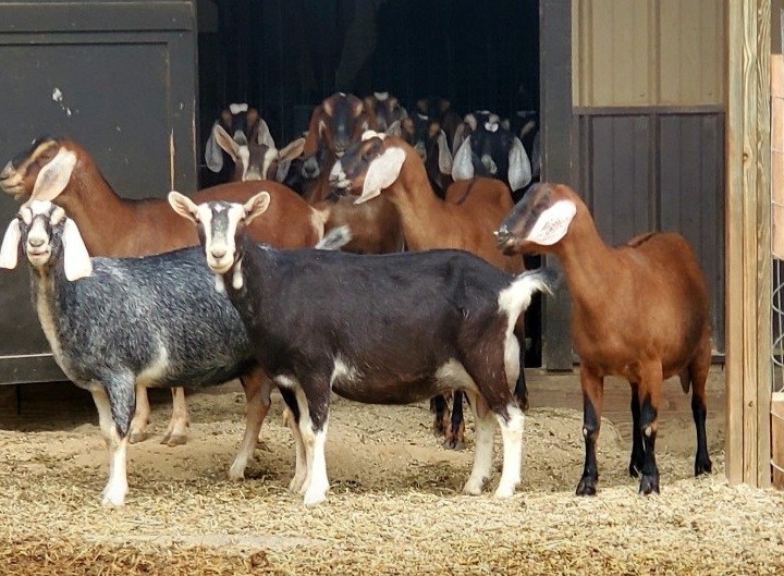 Winchester Ridge Dairy Goats | Arcadia WI