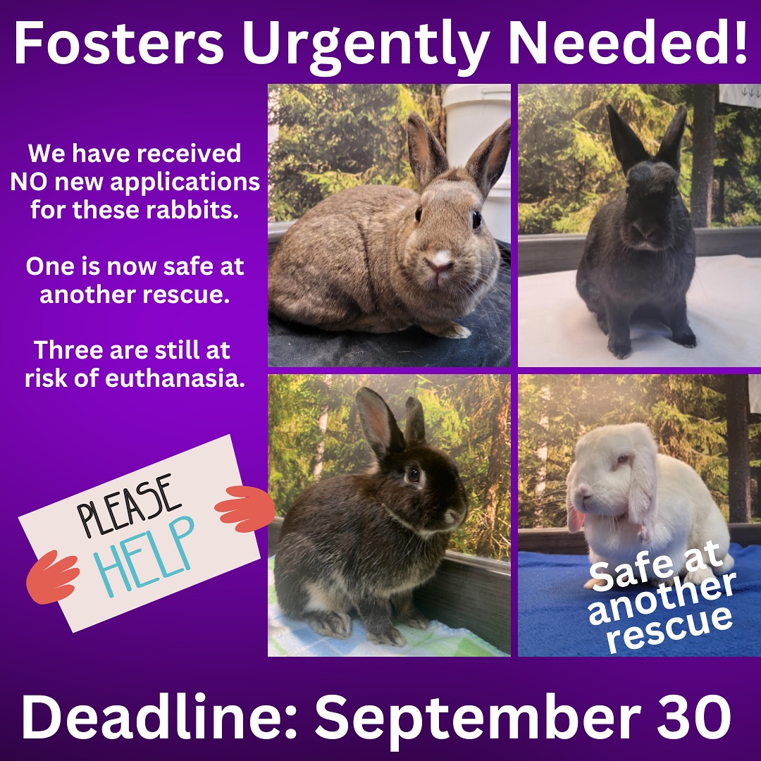 ‼️ SHELTERS ARE FULL‼️ Many... - Rabbit Rescue Incorporated | Facebook