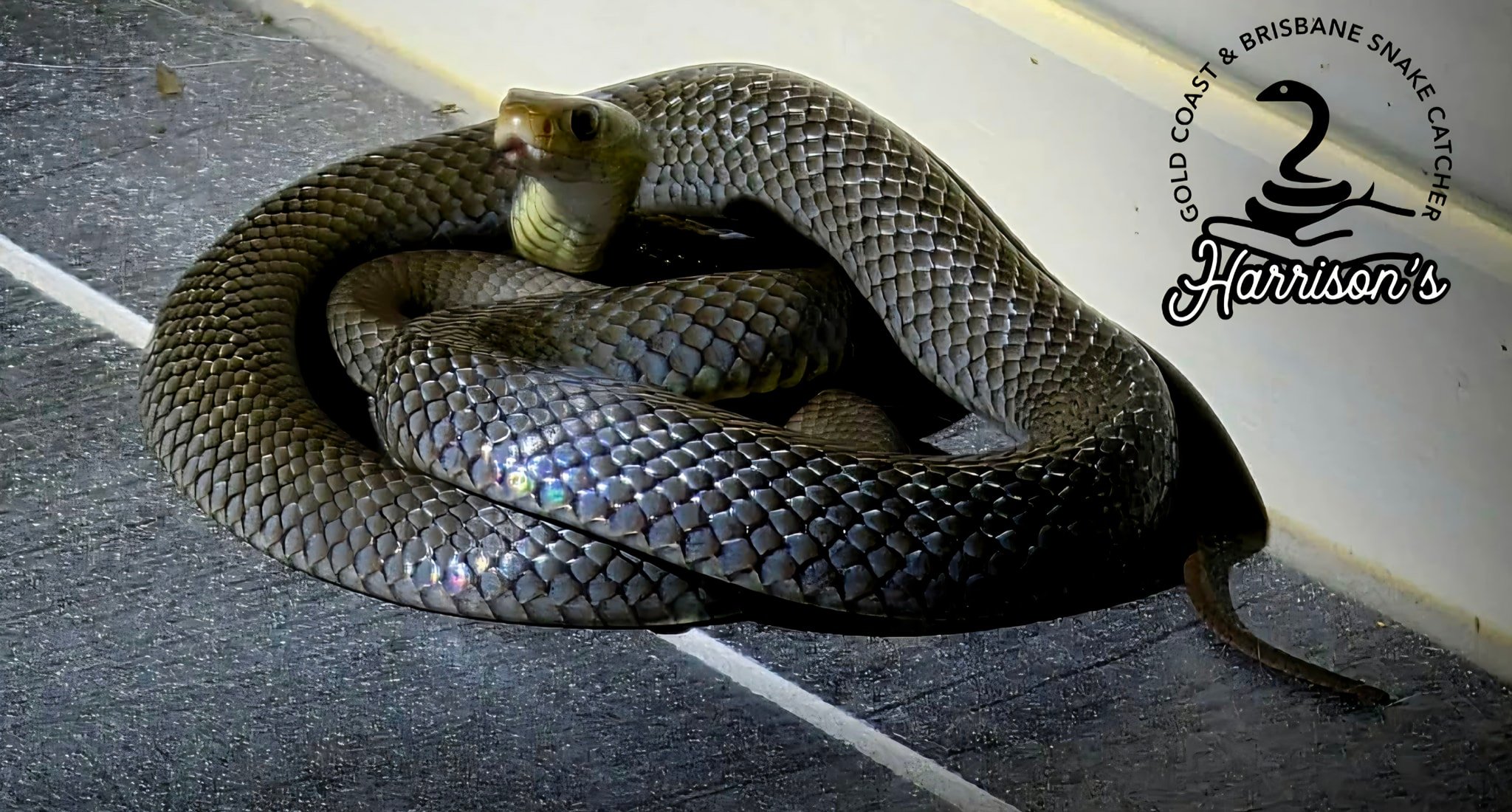 Harrison's - Eastern brown from tamborine | Facebook