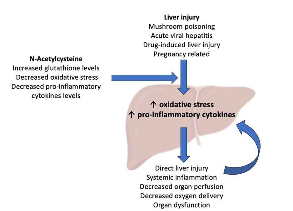 🔎🔵Uso y los posibles beneficios de la N-acetilcisteína en la insuficiencia hepática aguda sin paracetamol:💊 Revisión basada en la etiología📝 👇🏽👇🏽👇🏽👇🏽👇🏽 https://www.mdpi.com/2227-9059/12/3/676?s=09 🗝🔒 https://acrobat.adobe.com/link 
