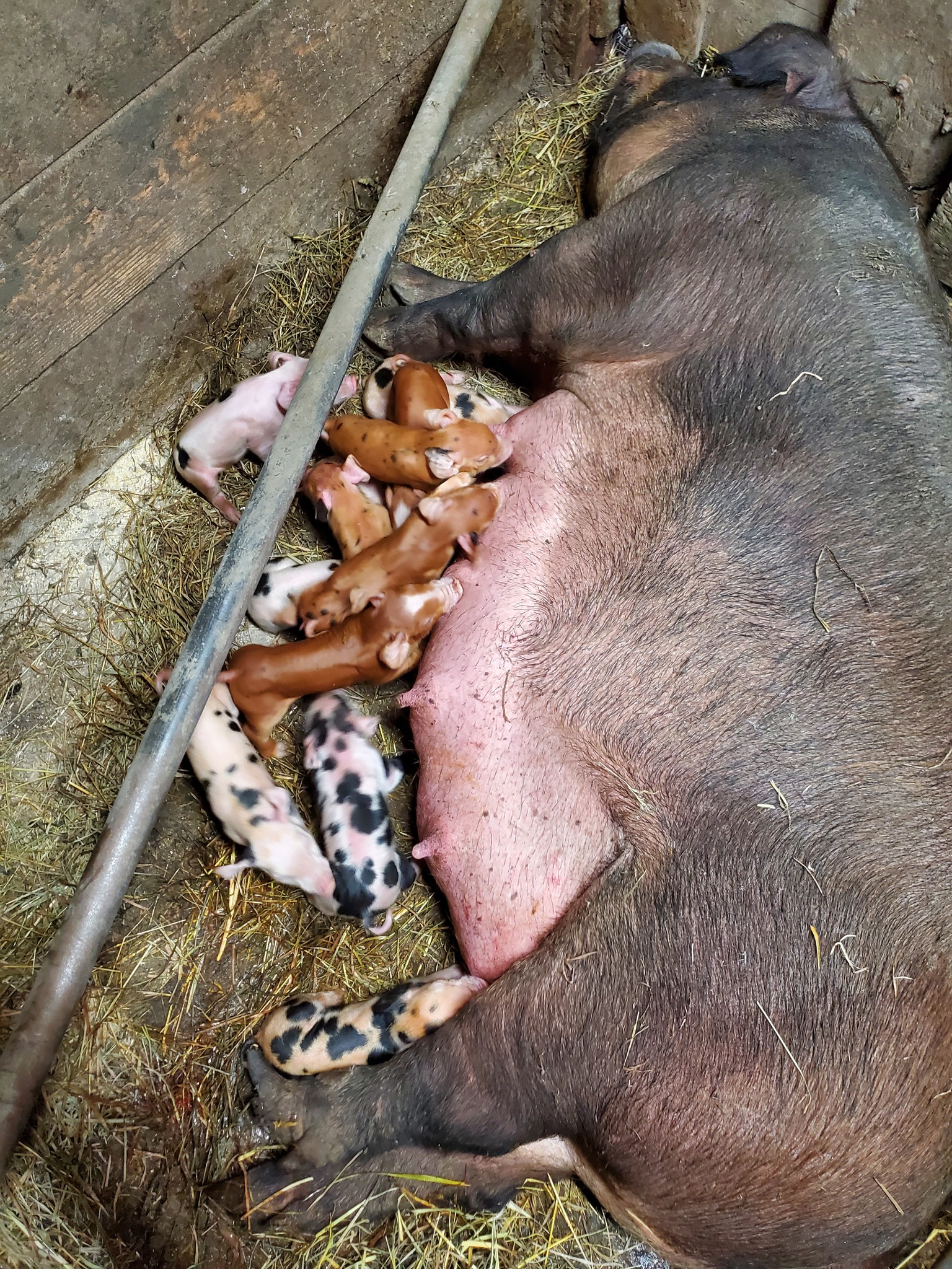 Valley View Farm of Hunlock | Hunlock Creek PA