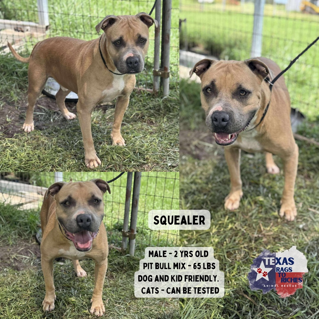 💙... - Texas Rags To Riches Rescue - Atlantic Canada Adoptions | Facebook