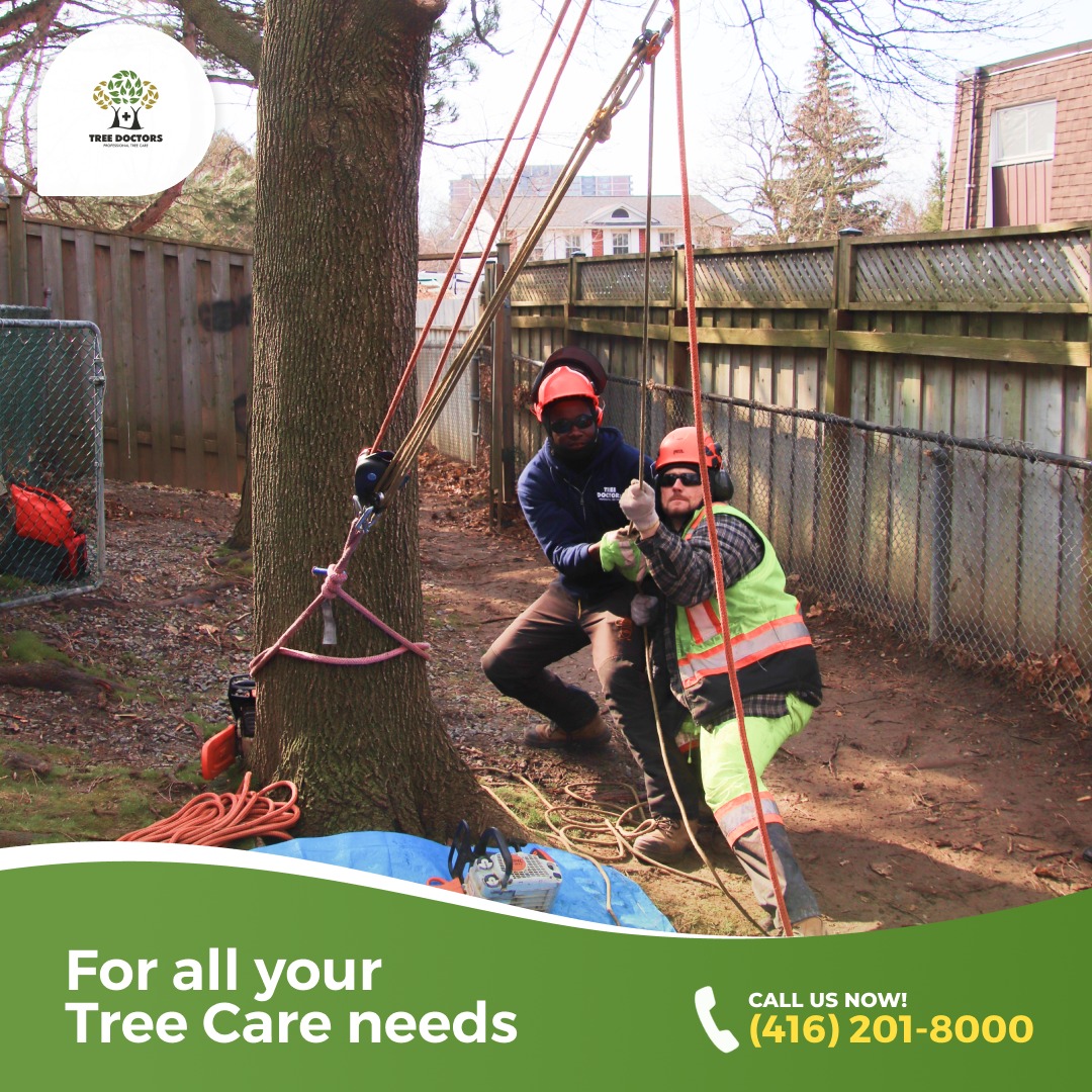 Tree - Huge appreciation for our hardworking arborists at Tree Doctors ...