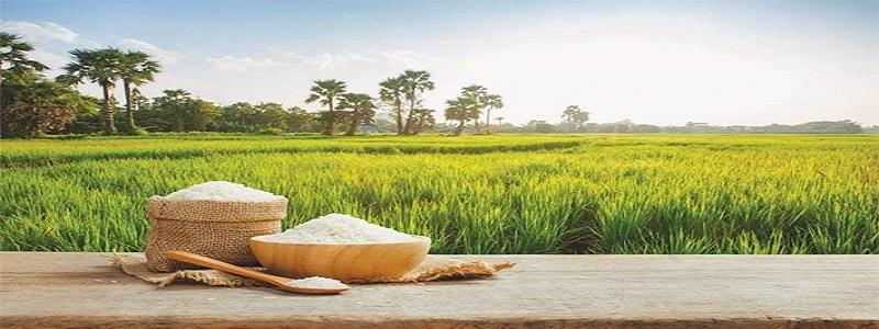 Ahmad Rice Mill & Exporter | Chiniot