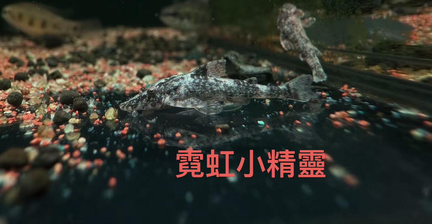 荃灣水族情迷aquadesign added a new photo. - 荃灣水族情迷aquadesign