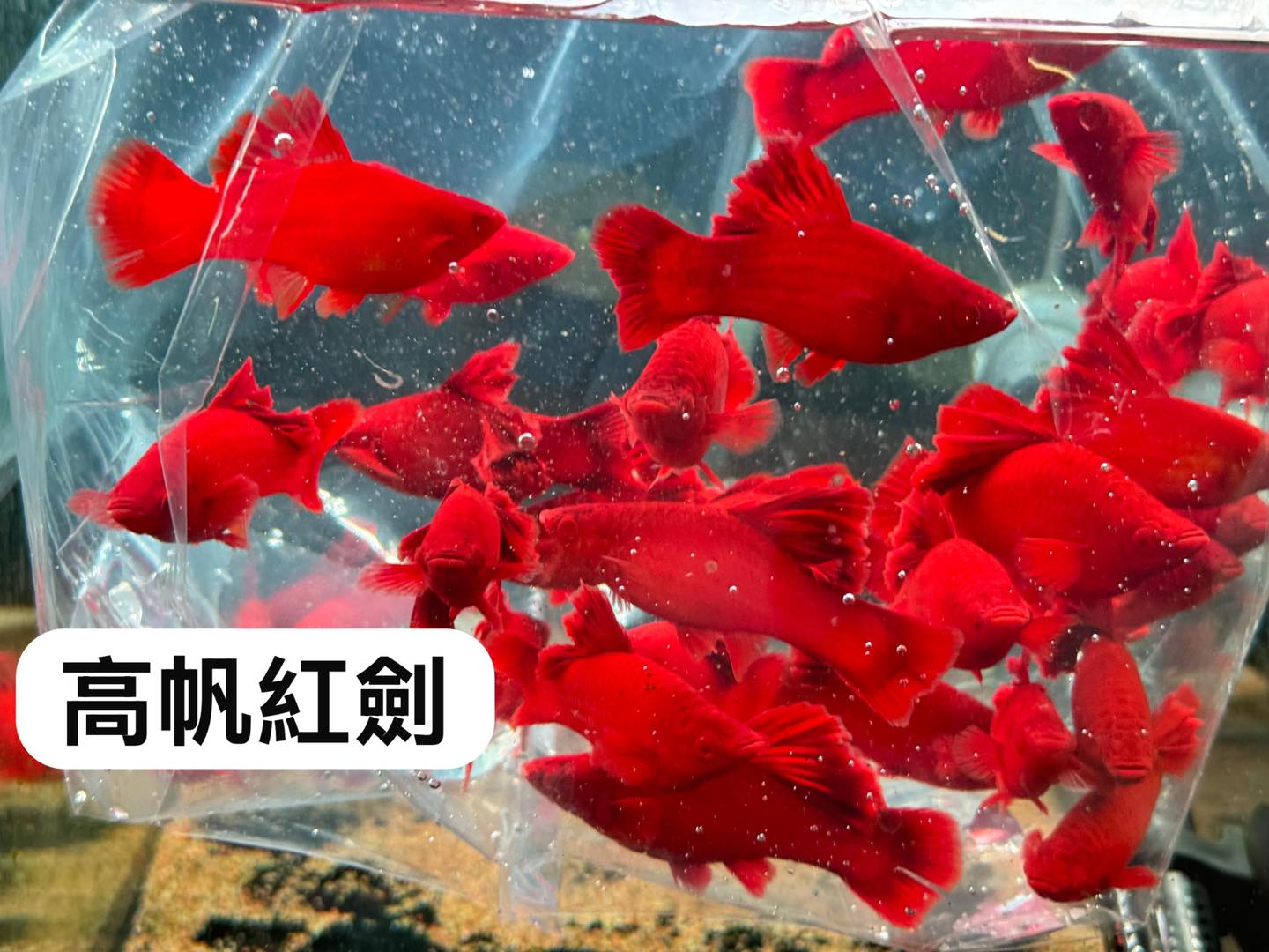 荃灣水族情迷aquadesign added a new photo. - 荃灣水族情迷aquadesign