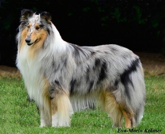 Collies - Chaplin McBlue aus dem Boltenmoor stud dog CEA/PRA/Kat. frei ...