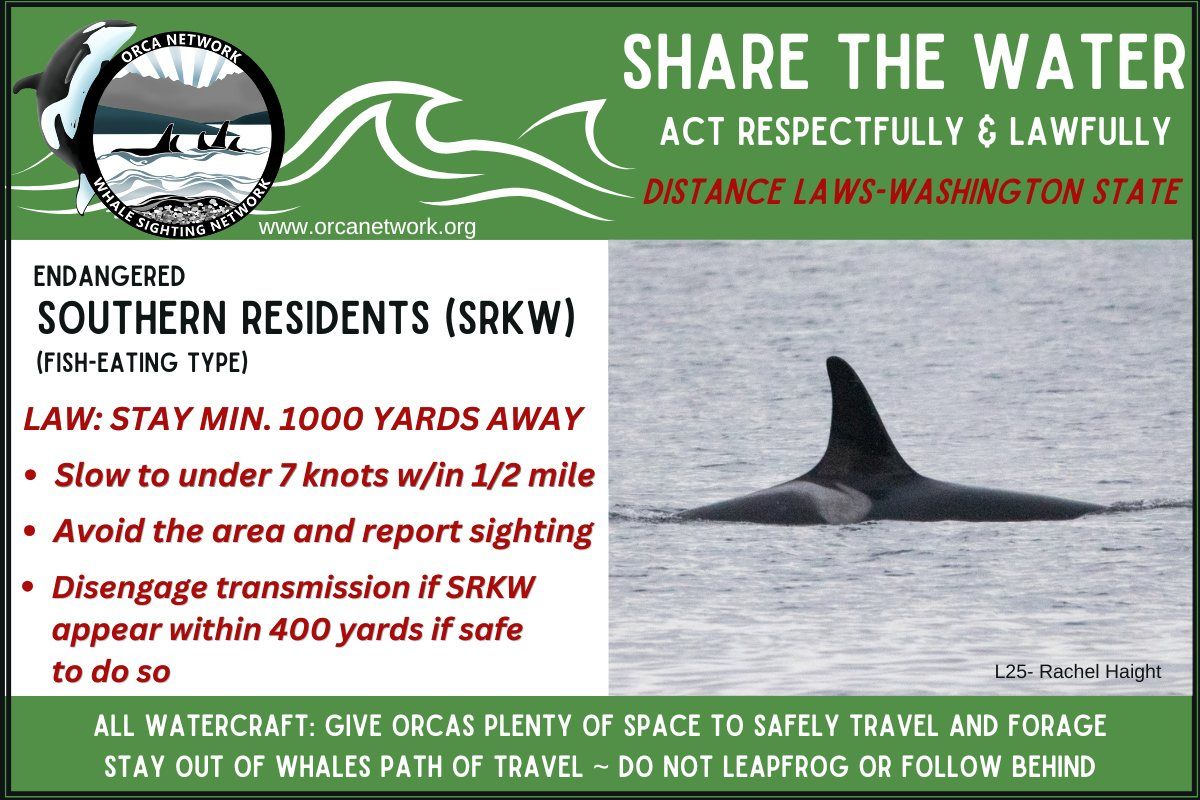 Orca Network - 💚Southern residents still in Puget Sound!... | Facebook