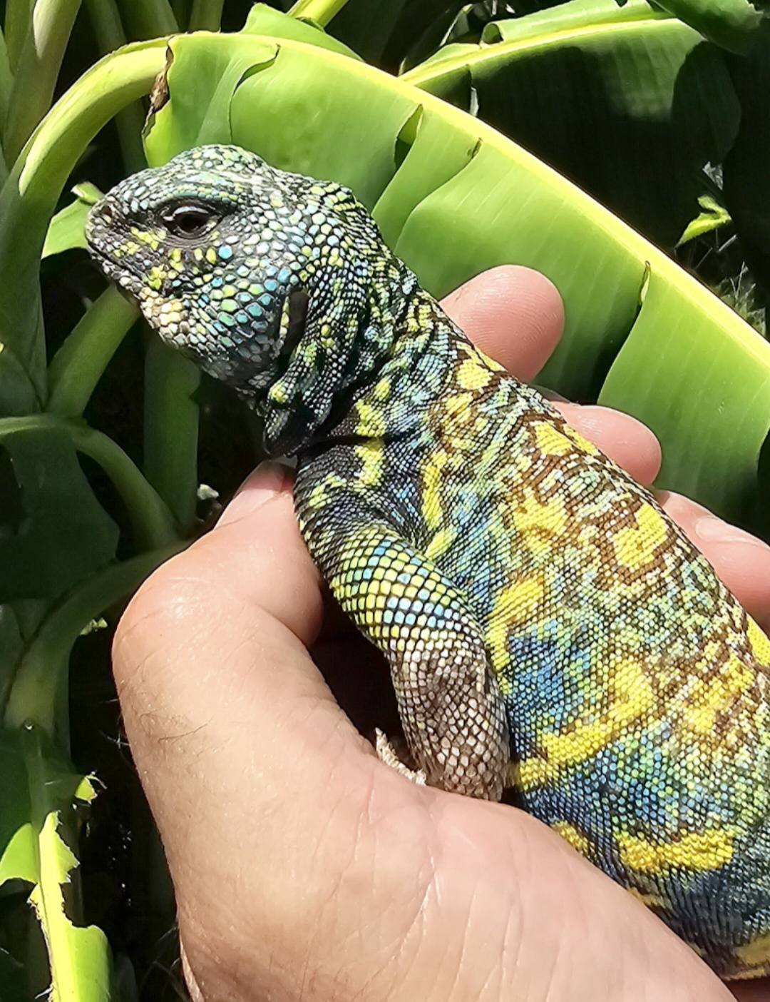 Eclectic Reptile