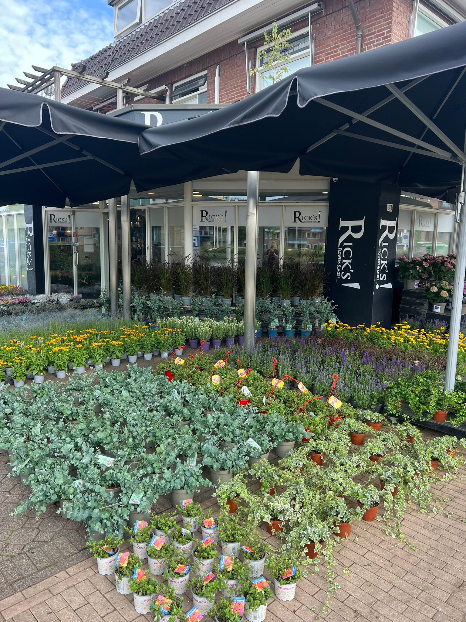Ricks Bloemen - 🧡👑 HERINNERING 👑🧡 Vandaag zijn wij geopend tot 13:00u 🪴 ...