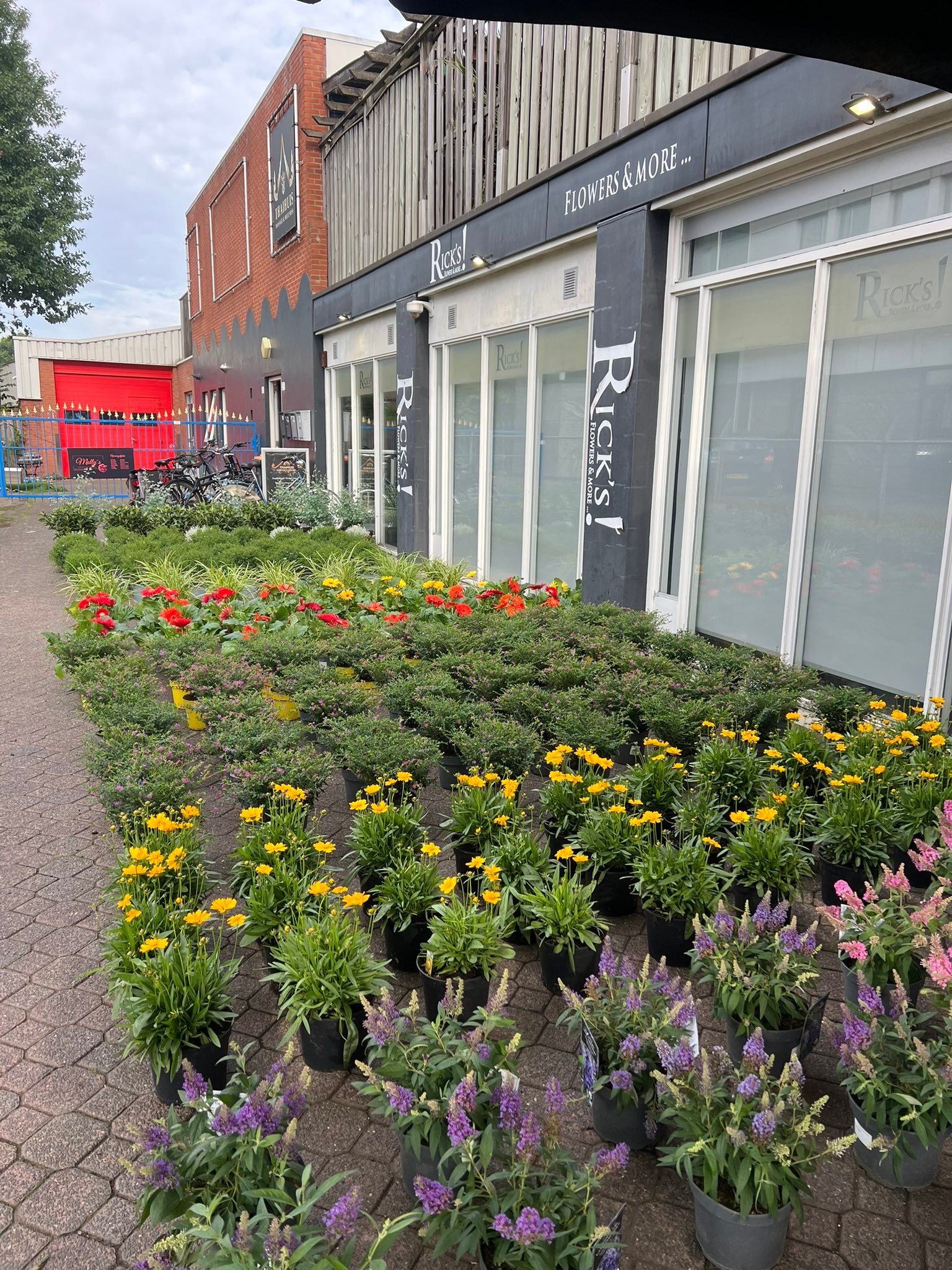 Ricks Bloemen - 🧡👑 HERINNERING 👑🧡 Vandaag zijn wij geopend tot 13:00u 🪴 ...