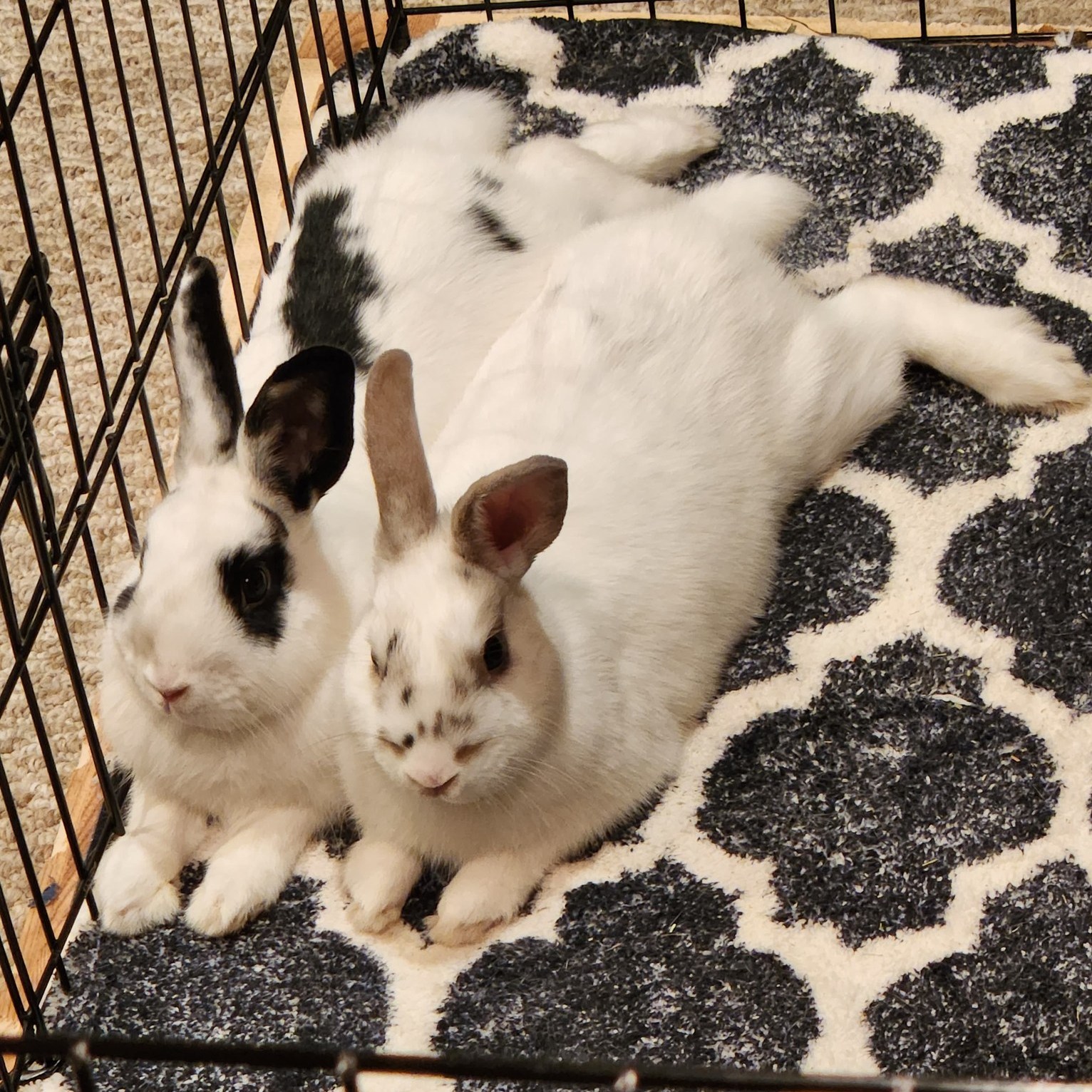 Long Island Rabbit... - Long Island Rabbit Rescue Group