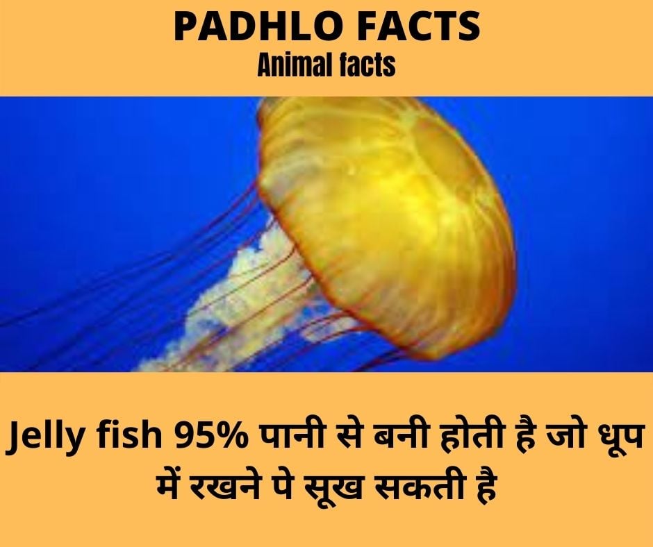 Padhlo facts