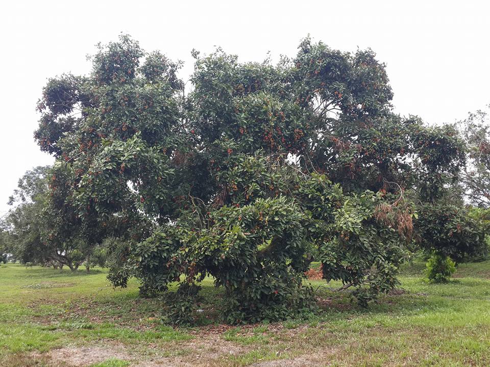 Rambutan seedless atau Ganja... - DOA Hortikultur Perak