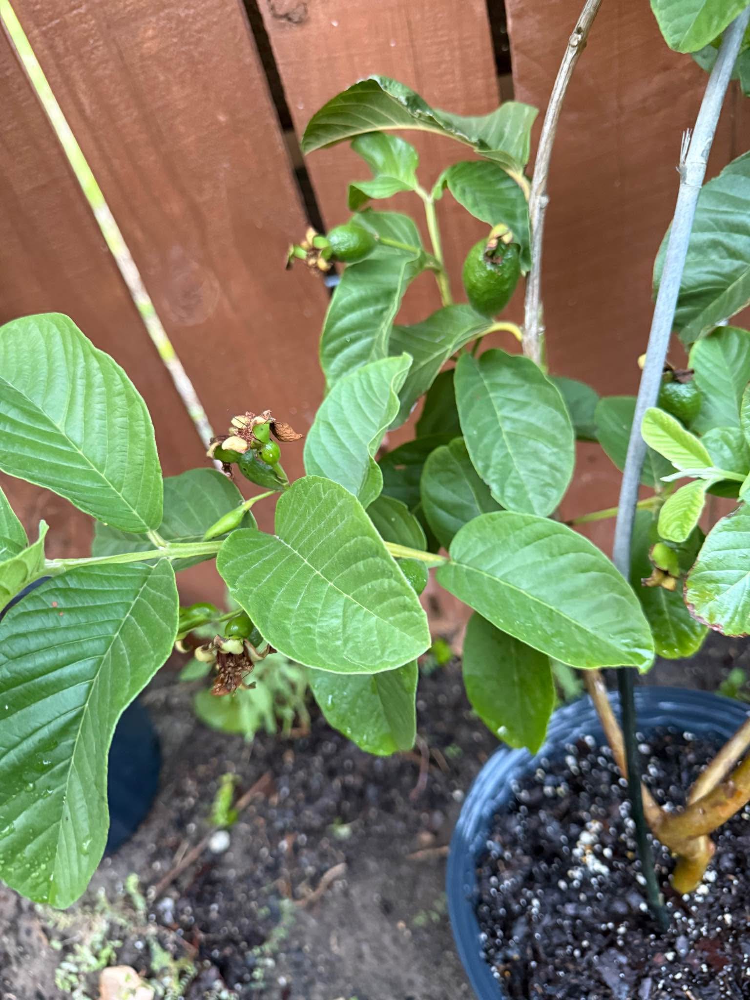 Injertado Arbol de Guayaba Pera Rosa por dentro CON FRUTA y floreando 2 ...