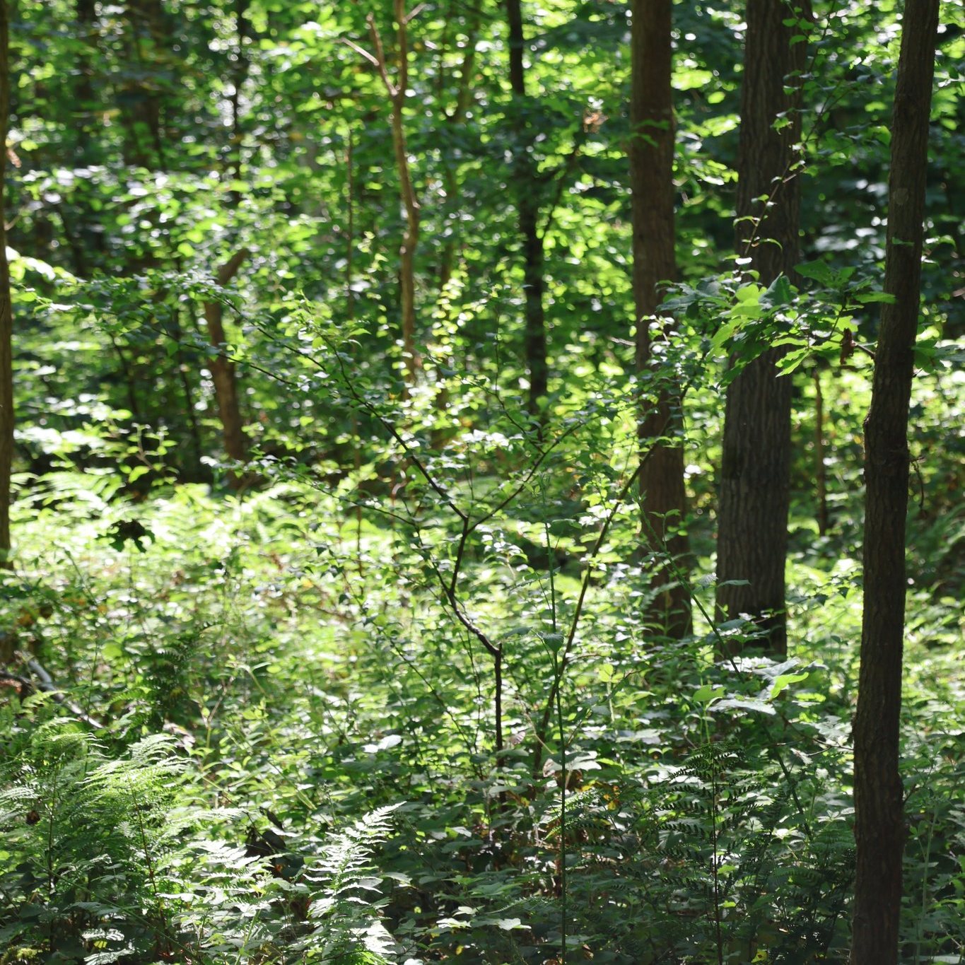 Svendborg - 🌳 To nye offentlige skove er på vej - vil du vide mere? 🔎 ...