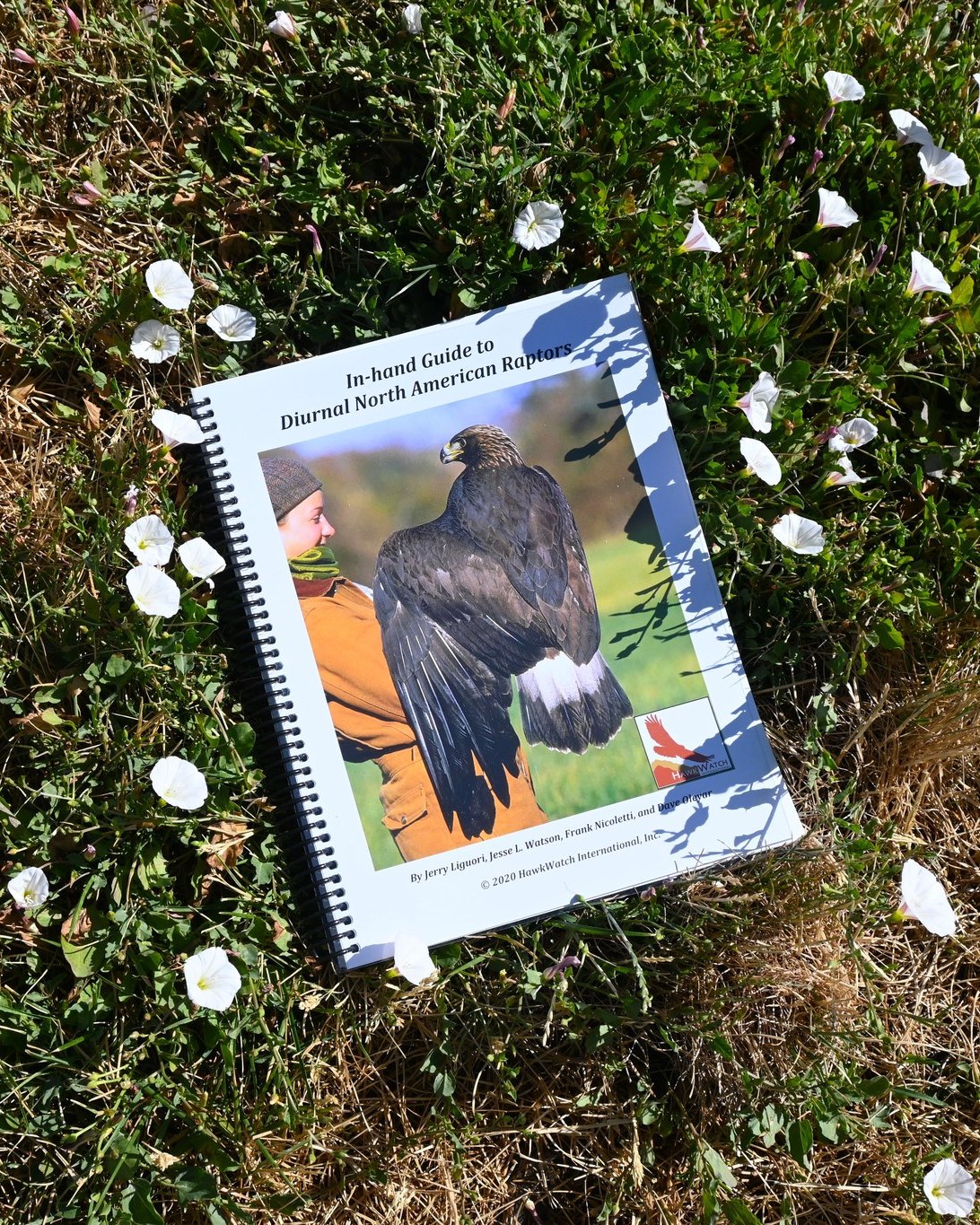 Raptor Identification Guide