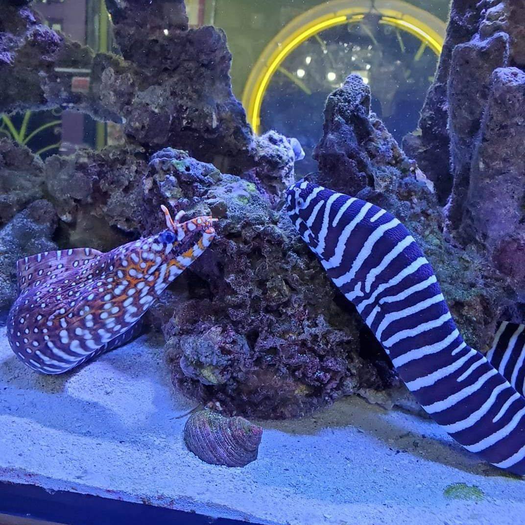Feeding this Scoly Polyp Lab’s Polyp-Booster. The corals love this ...