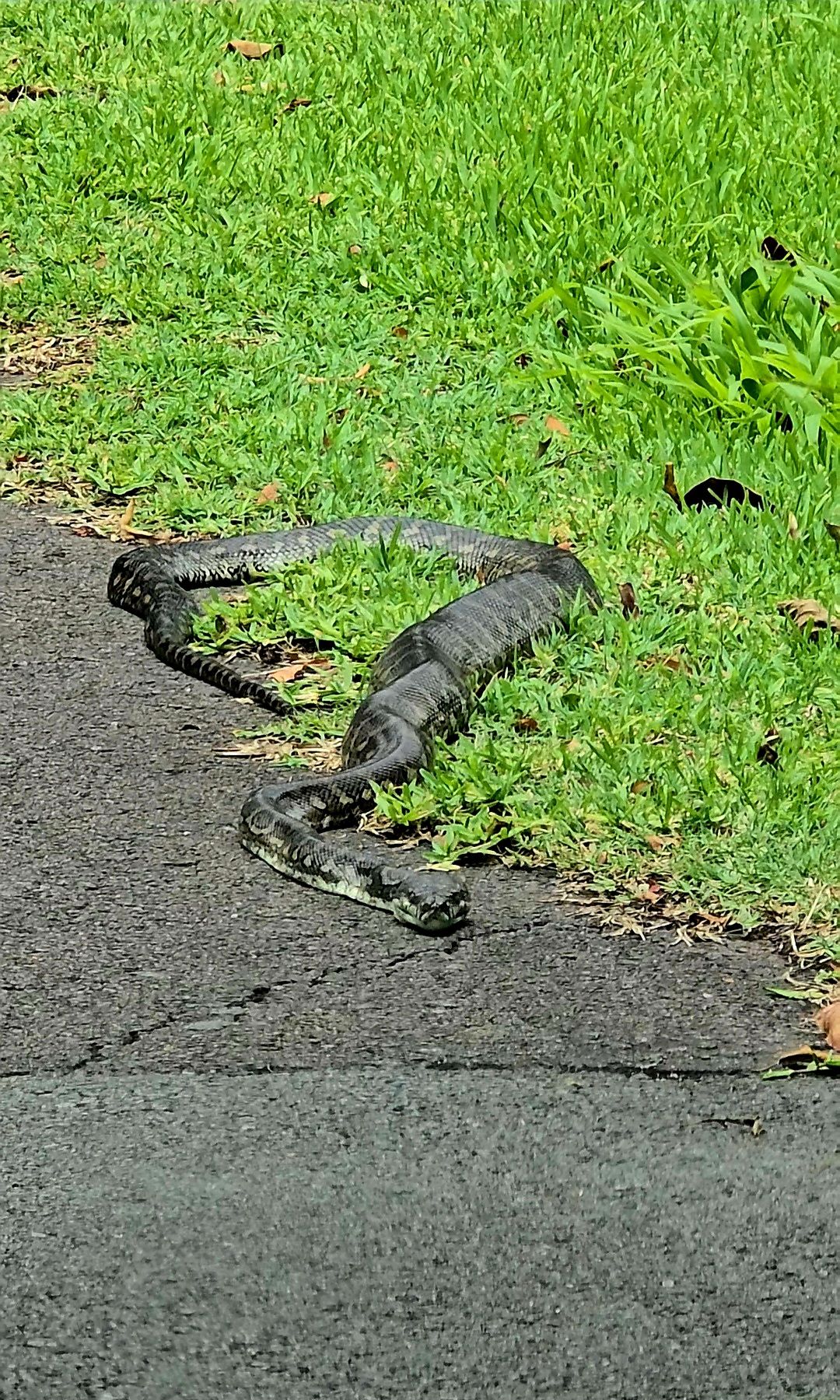 Australian Snake Identification | Poor thing was dead outside of my ...