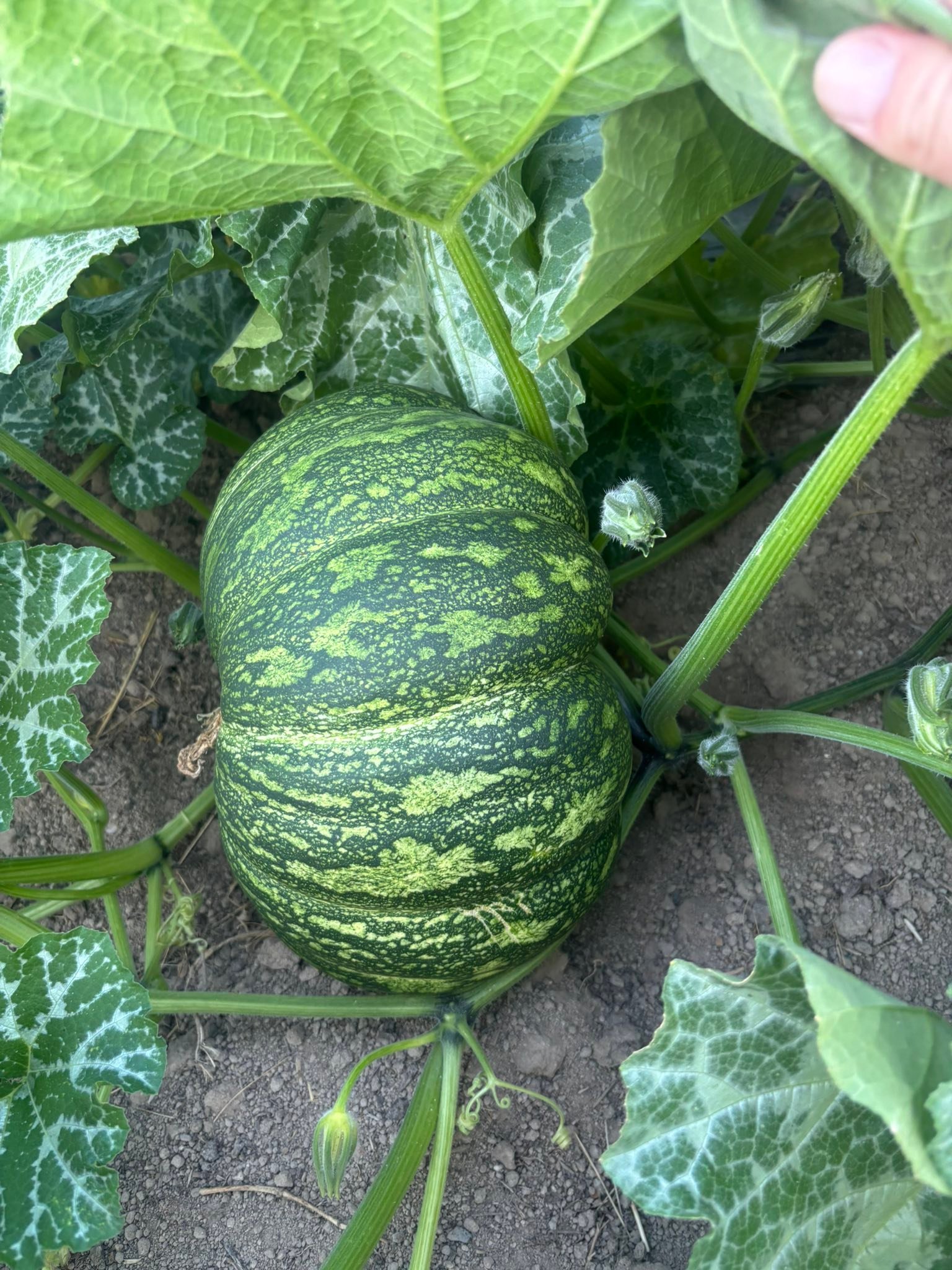 Rickey Ranch Pumpkin Patch | Granite Bay CA