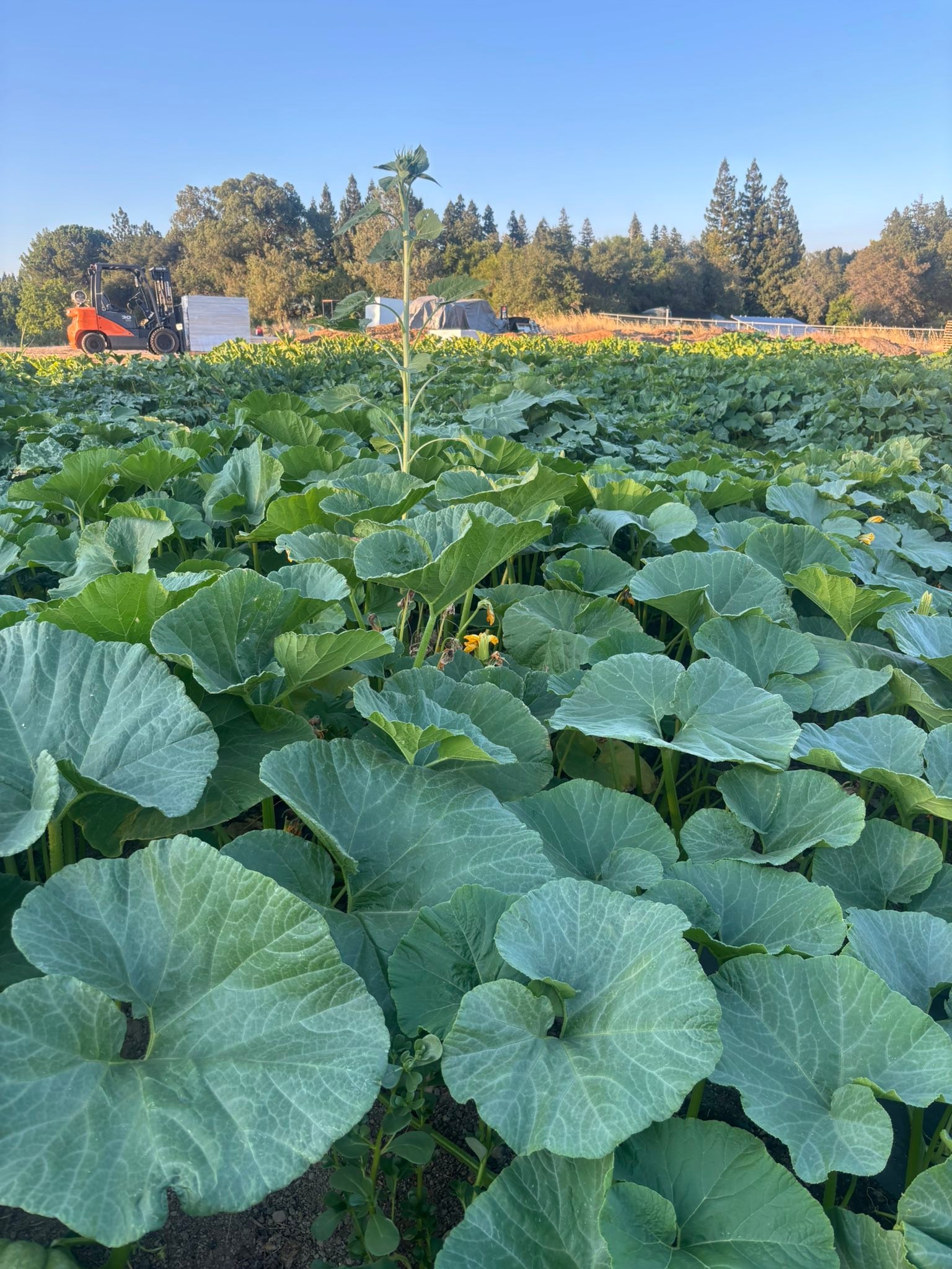 Rickey Ranch Pumpkin Patch | Granite Bay CA