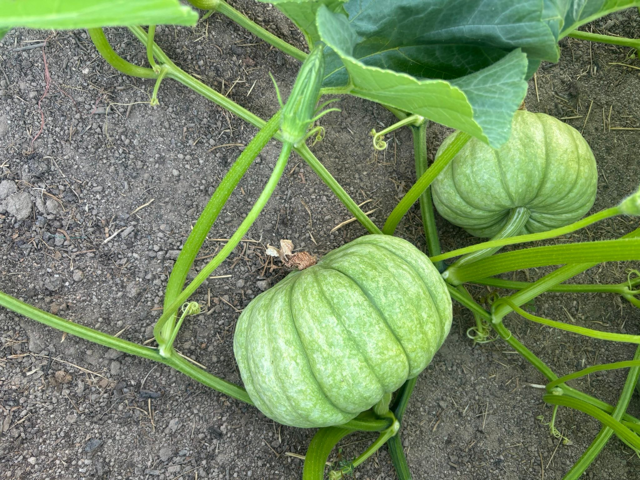 Rickey Ranch Pumpkin Patch | Granite Bay CA