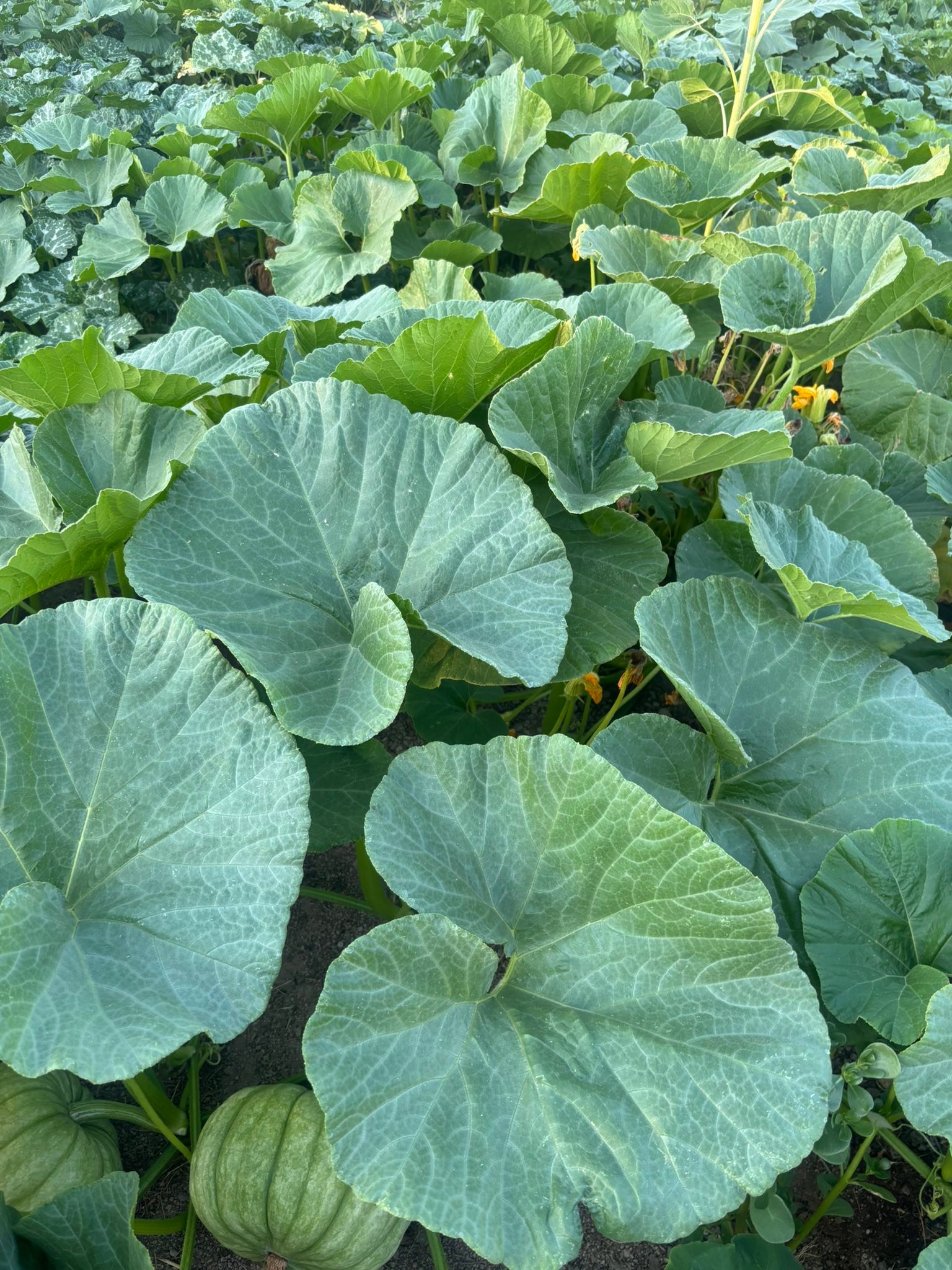 Rickey Ranch Pumpkin Patch | Granite Bay CA
