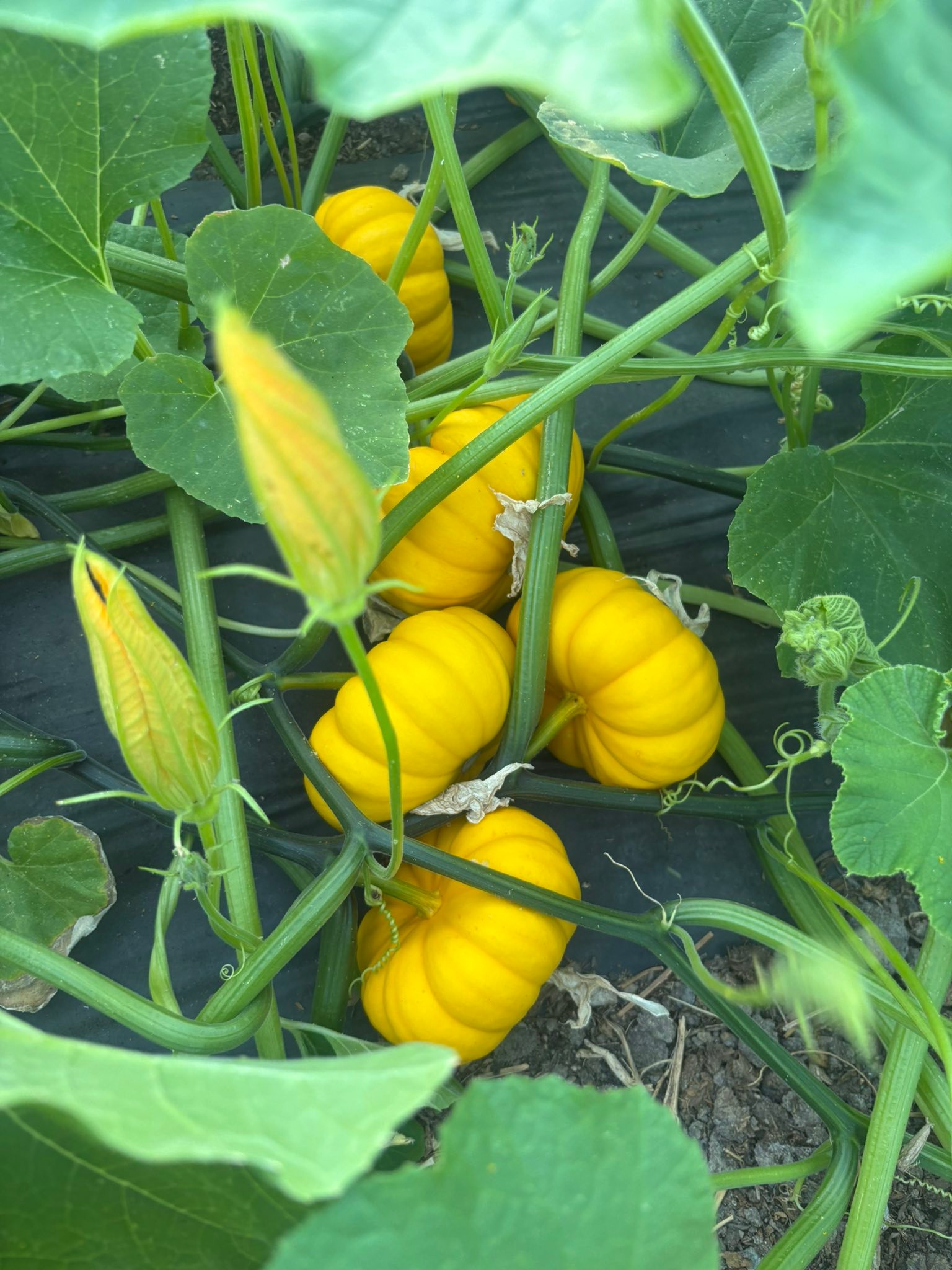 Rickey Ranch Pumpkin Patch | Granite Bay CA