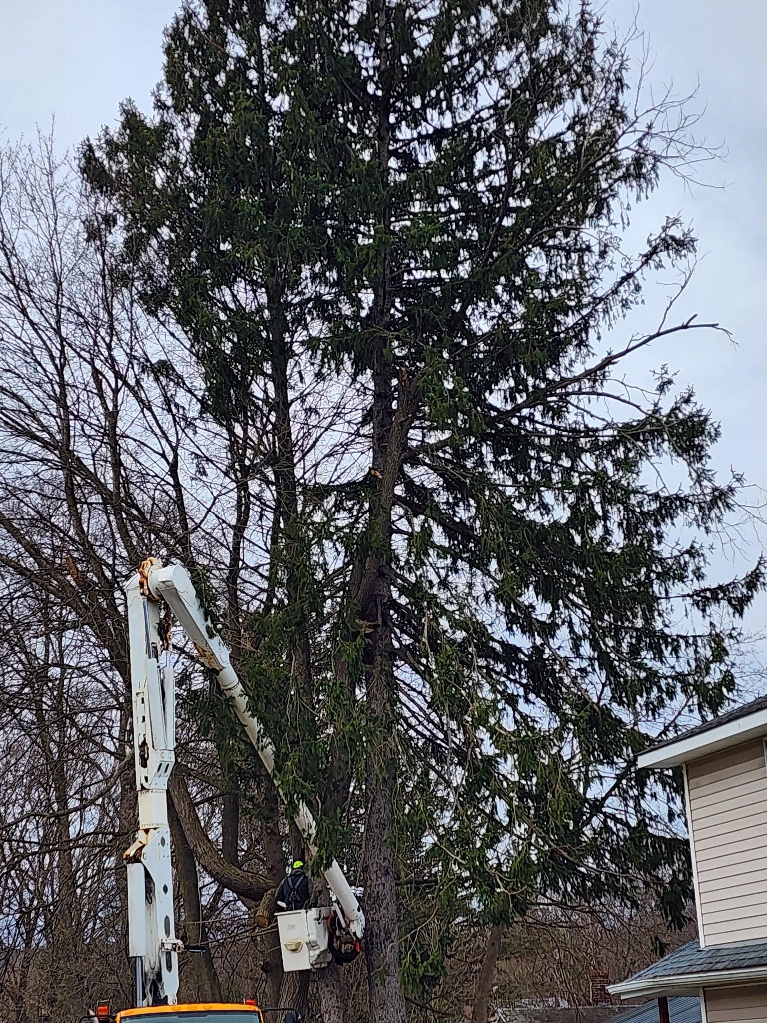 To The Top Tree Care LLC | Remsen NY