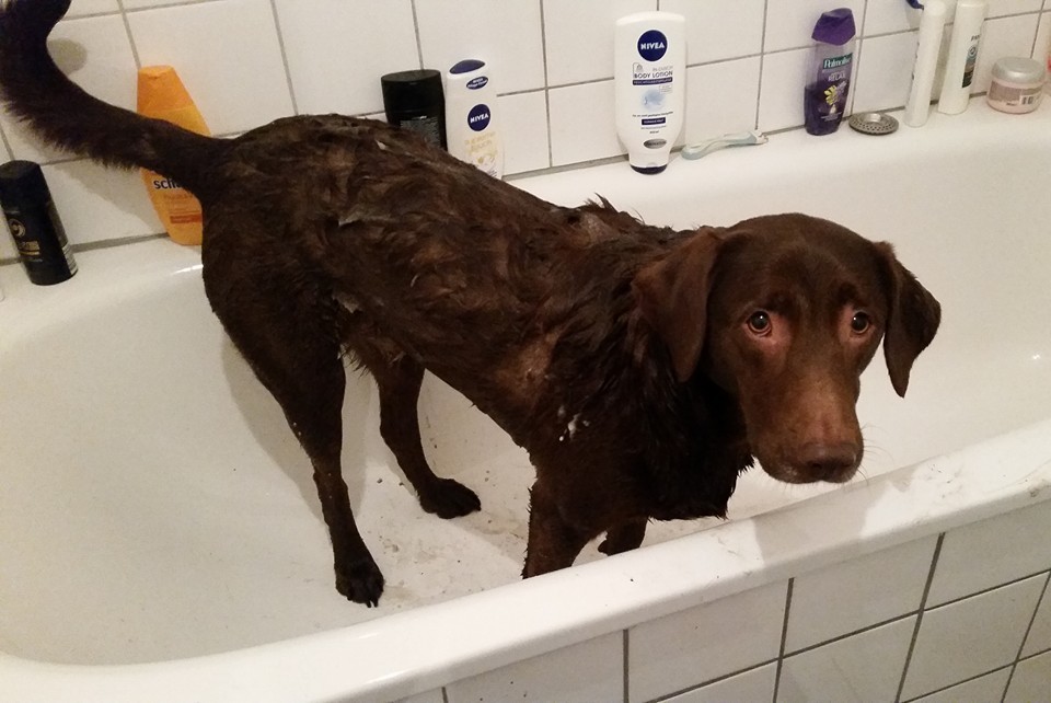 Labrador Amy - Holla Wir waren gerade mit Frauchen im... | Facebook