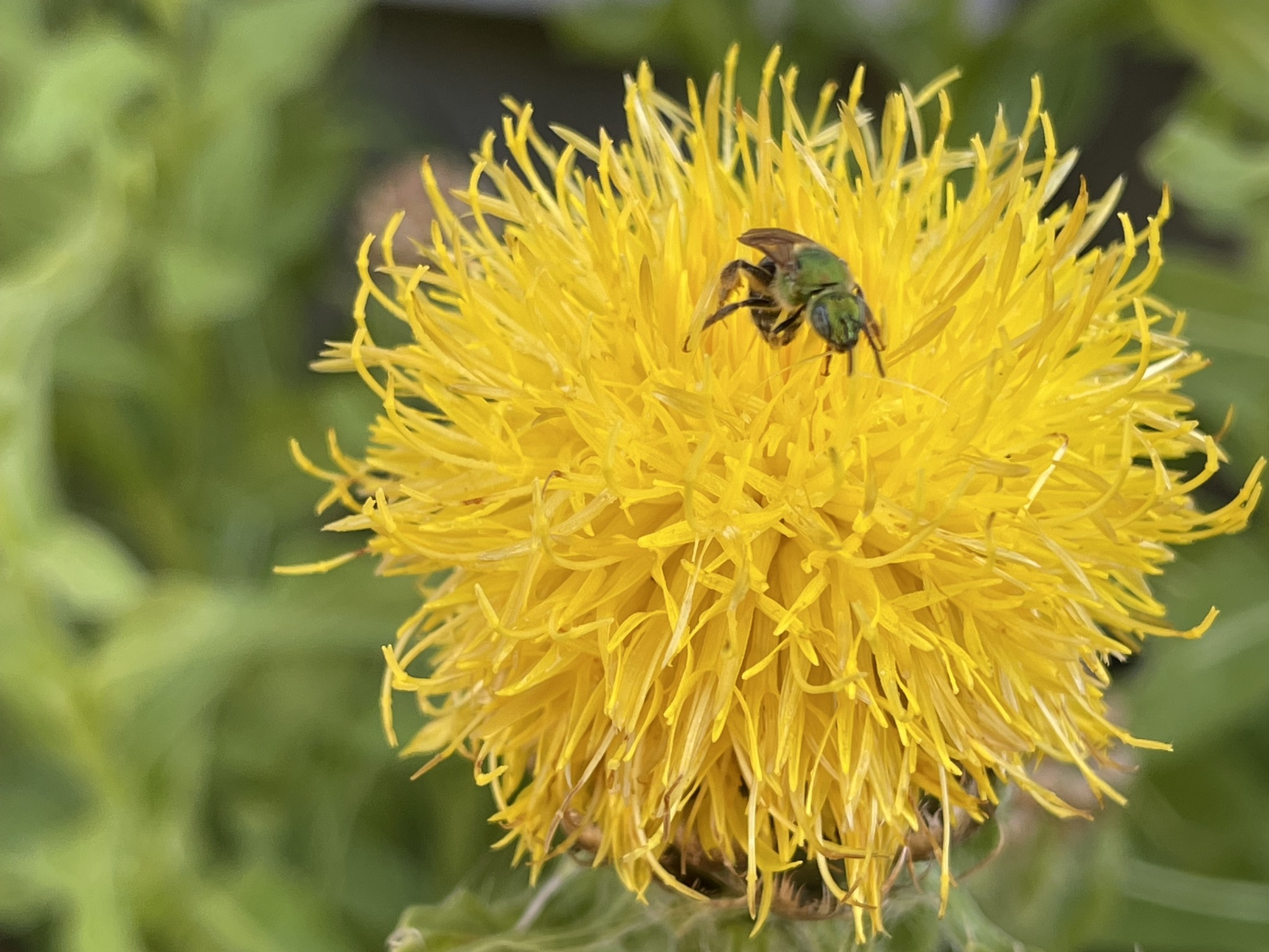 Sunny Hill Gardens | Loudon NH