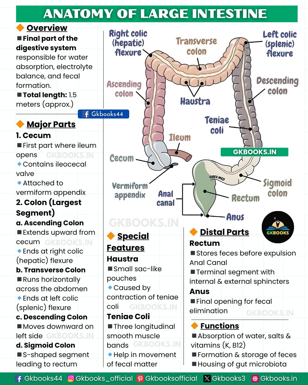InfoPic - The Large Intestine plays a vital role in water absorption ...