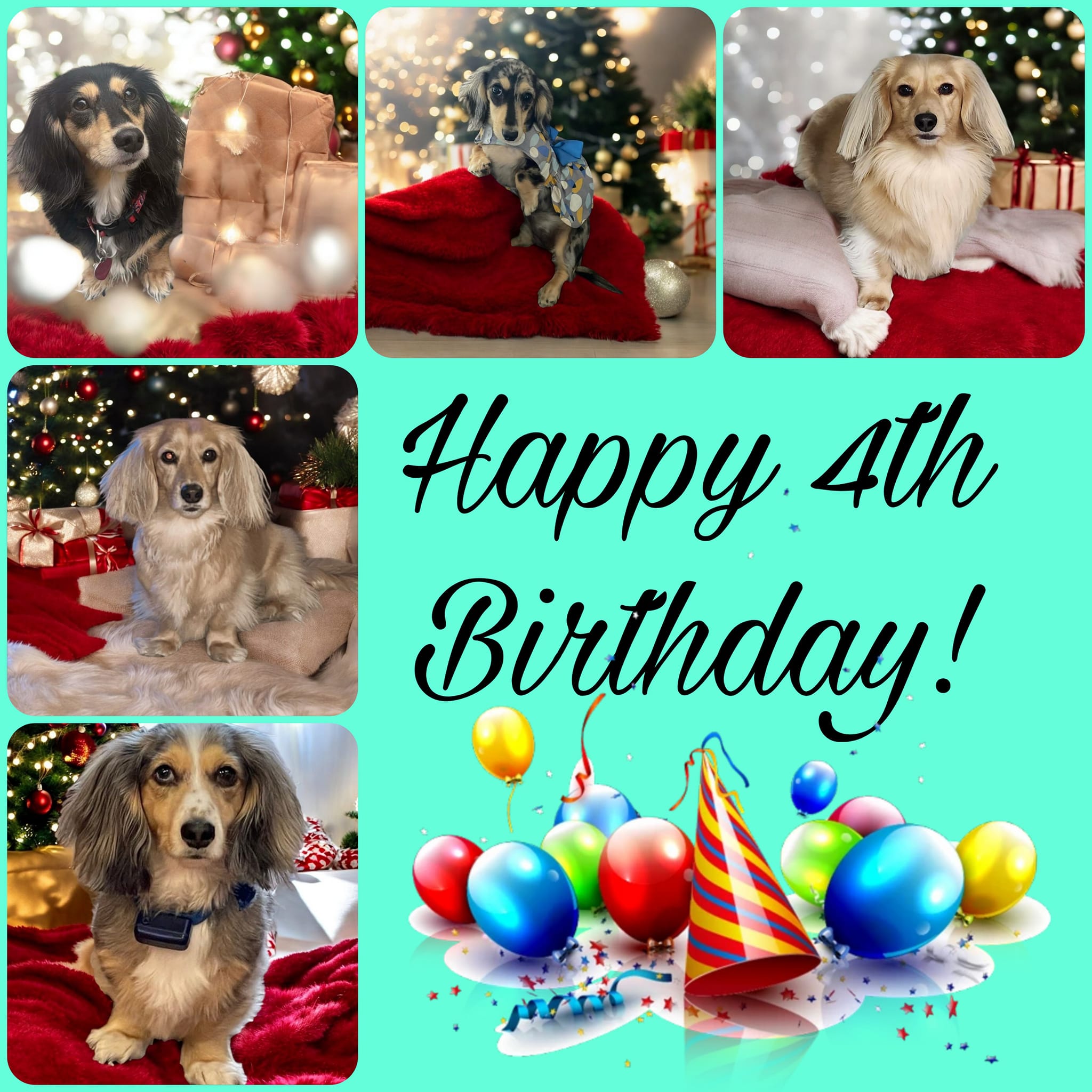 Happy 4th Birthday to Rambo,... - Melsh Precious Pets