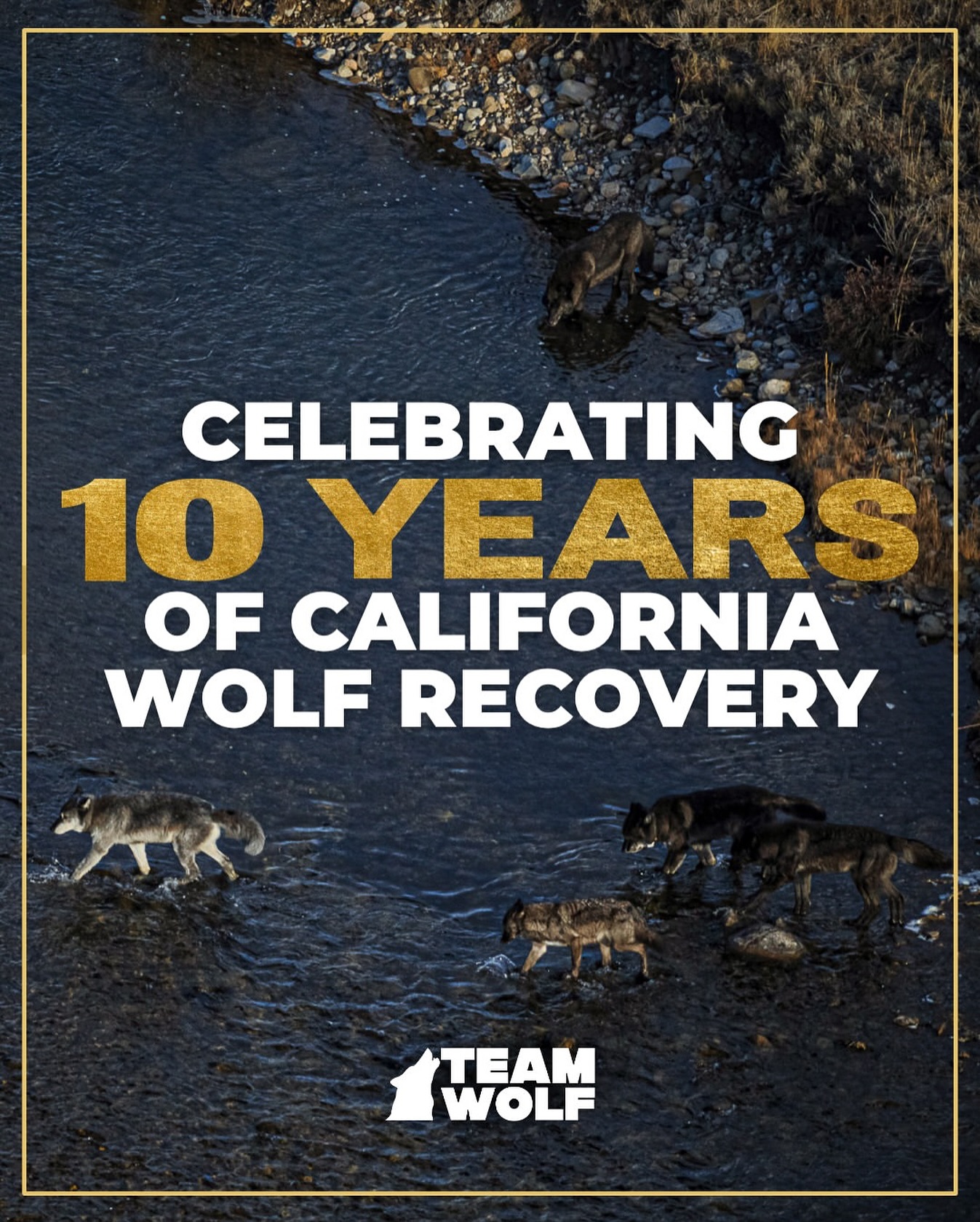 A decade of wolves BACK in... - Apex Protection Project | Facebook