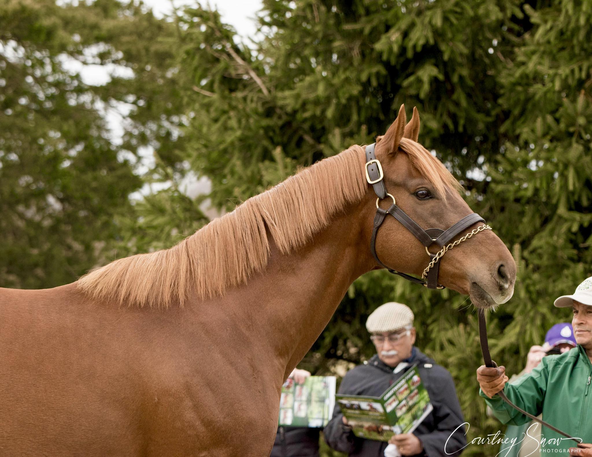 Courtney - Retired thoroughbred trainer William “Buff” Bradley has ...