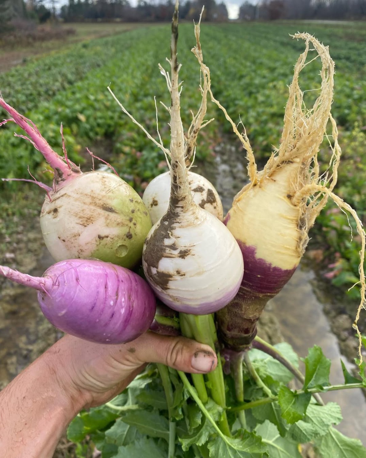 Maine Organic Farmers and Gardeners Association (MOFGA) | Unity ME