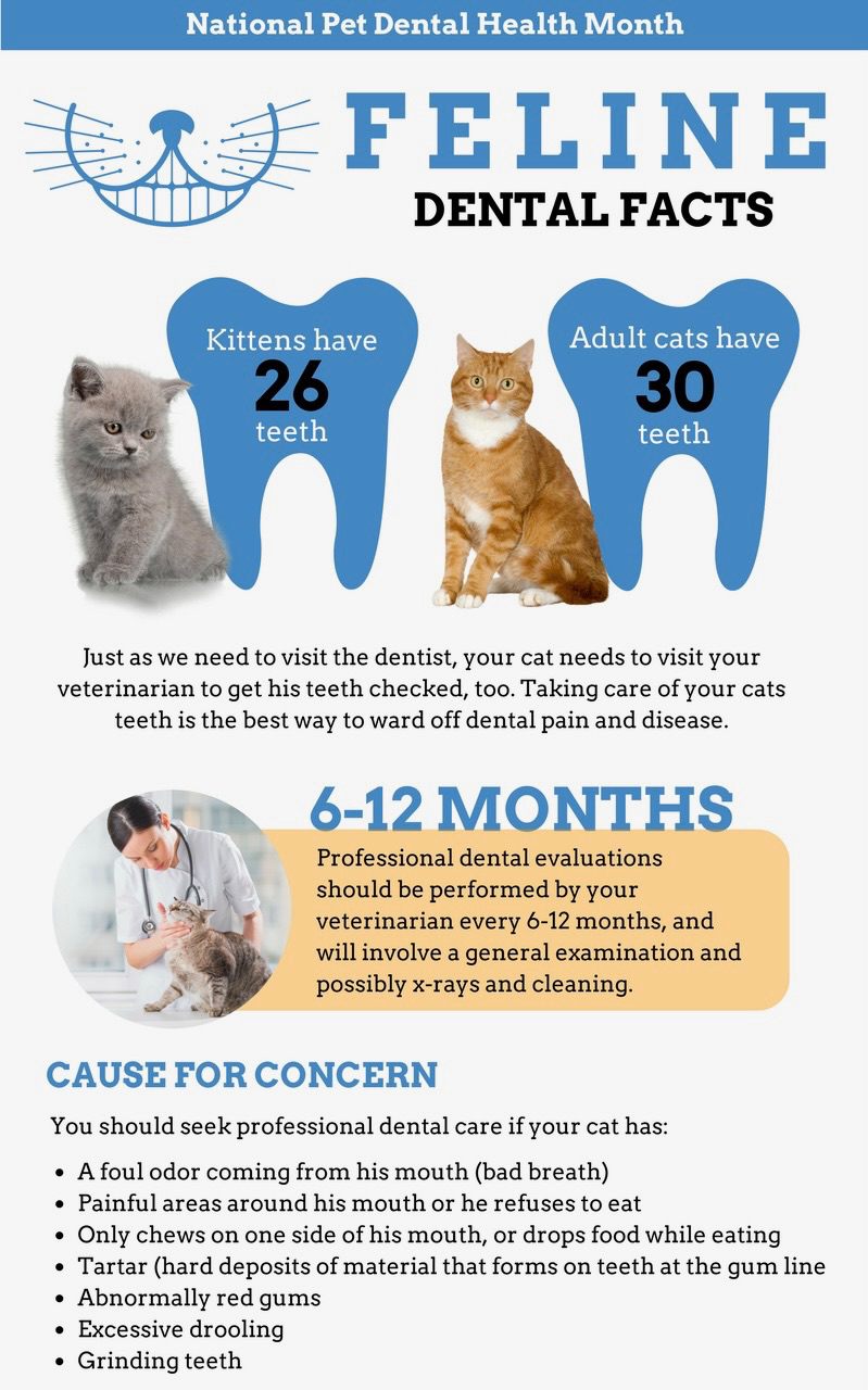 Photo inspiration: Cat Excessive Drooling Dental Care Reference: Townsend February Is National Pet Dental Health Month Did You