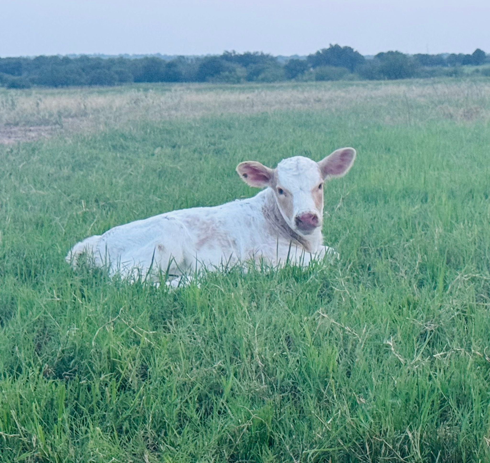 Sanders Show Cattle | Floresville TX